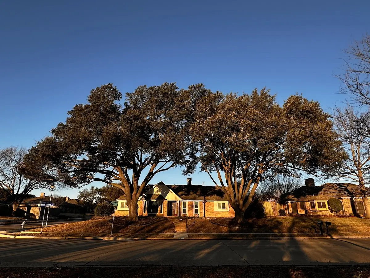 Established residential canopy tree shading a home in Notasulga